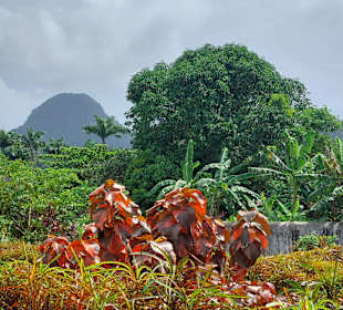 Parque Natural Obô do Príncipe