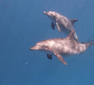 Delphintour mit Mogli