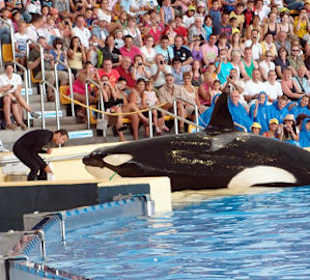 Killerwale im Loropark