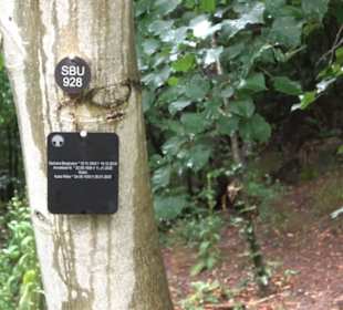 FriedWald Schönbuch