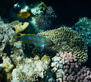 Fische
