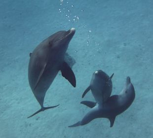 Die Zauberer vom Roten Meer