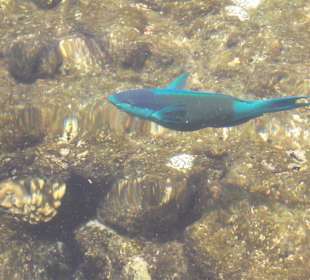 Unterwasserwelt