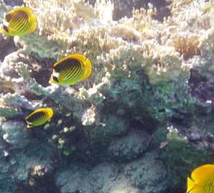 Fische
