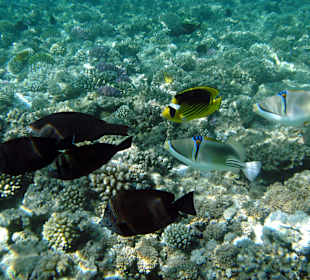 Unterwasser am Hausriff