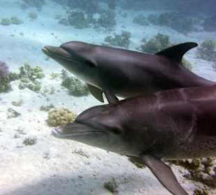 Delfine