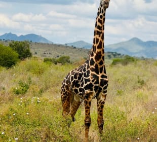 Tsavo Ost