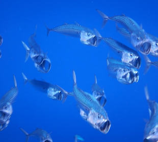 Schnorcheln Marsa Alam