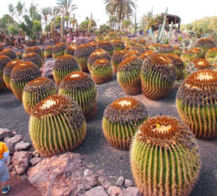 Kakteen im Oasis Park Fuerteventura