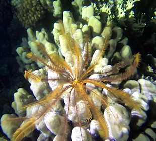 Schnorcheln Marsa Alam