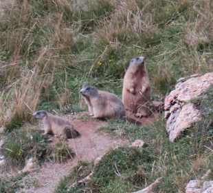 Wandern Hermagor - Pressegger See