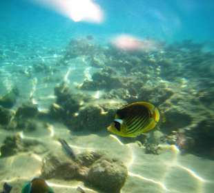 Подводный мир