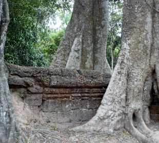 Diveres Wurzelwerk im Ta Prohm Tempel