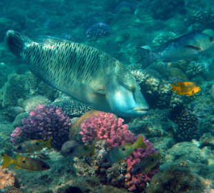 Hotel Lahami Bay Hausriff