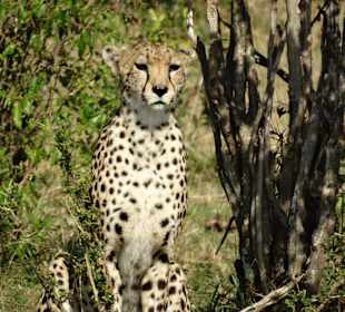 Gepard störte unser Frühstück im Busch