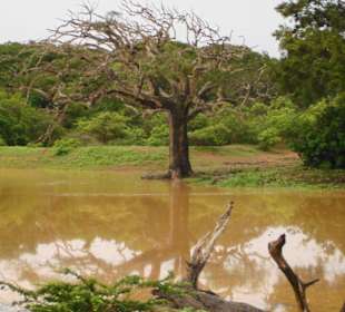 Landschaft im Yala Park