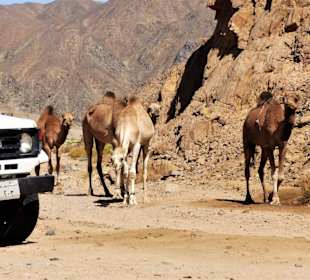 Ausflüge Marsa Alam-Wadi Abenteuer Safari 