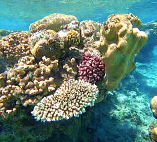 Unterwasser-Observatorium