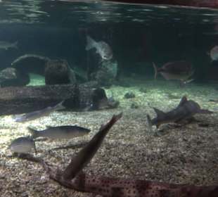 Sea Life