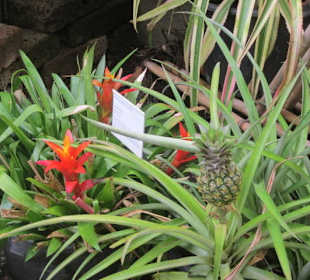 Botanischer Garten Bergamo