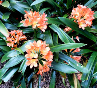 Clivia