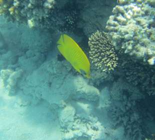 Hausriff - traumhaft!