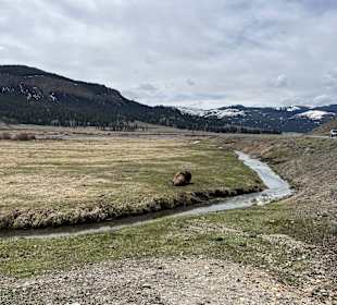 Yellowstone Nationalpark