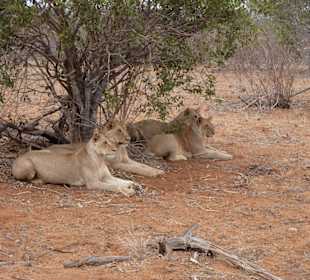 Pitia Löwen Tsavo Ost