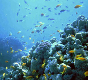 Soldatenfische am Hausriff