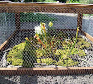 Fleischfressende Pflanzen im Freiland 2