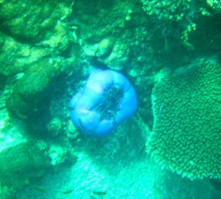 Was ist Blau, rund und groß?