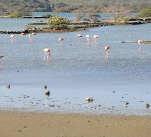 Blick über die Saline Sint Marie