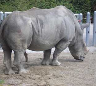 Es gibt wieder Nashörner im Zoo