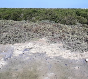 Al Thakira Mangroves
