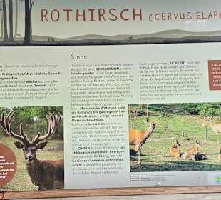 Der Rothirsch