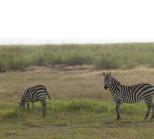 Zebra's bei der Pirsch