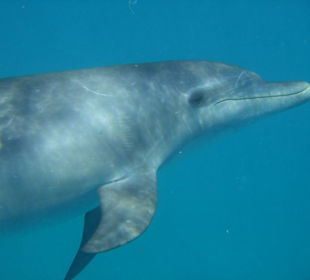 Delphin 11.08.2007/ 13:08h