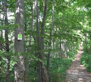 Premiumwanderweg "hochgelegen"