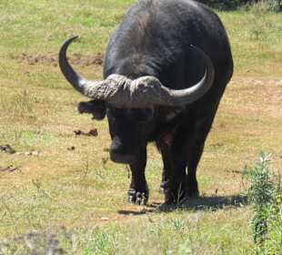Tsitsikamma National Park