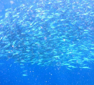 Ganze Schwärme beim Schnorcheln