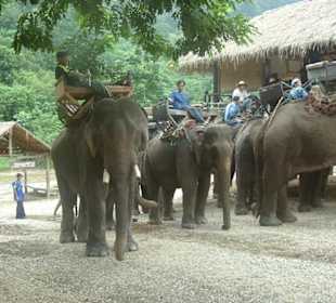 Elefantencamp bei Chiang Mai - Thailand