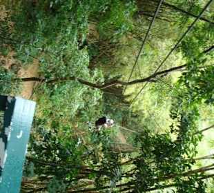 Zip Line Abenteuer