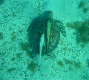 In der Schildkrötenbucht