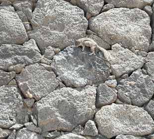 Stadtrundgang Jandia / Playa de Jandia