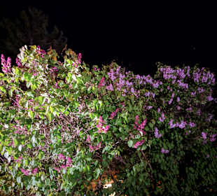 Stadtrundgang Wolkersdorf im Weinviertel