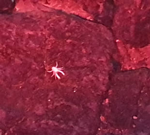 Jameos del Agua Cesar Manrique