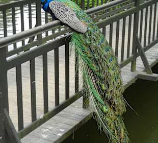 Park der Bäder Pfau