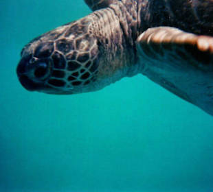 Schildkröte auf Tauchgang