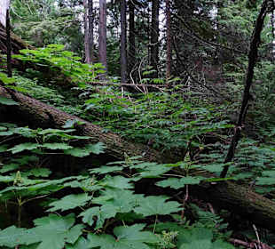 Yoho Nationalpark