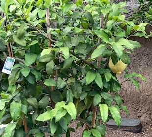 Zitronengewächshaus